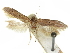  (Holcocera sp. 12/H30 - CCDB-29474-E04)  @11 [ ] CreativeCommons - Attribution (2018) CBG Photography Group Centre for Biodiversity Genomics