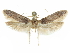  (Holcocera H30 - CCDB-29474-E09)  @11 [ ] CreativeCommons - Attribution (2018) CBG Photography Group Centre for Biodiversity Genomics