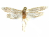  (Holcocera sp. 14/H32A - CCDB-29474-F01)  @11 [ ] CreativeCommons - Attribution (2018) CBG Photography Group Centre for Biodiversity Genomics