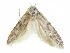 ( - CCDB-29474-F02)  @11 [ ] CreativeCommons - Attribution (2018) CBG Photography Group Centre for Biodiversity Genomics