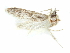  (Holcocera H41 - CCDB-29474-F03)  @11 [ ] CreativeCommons - Attribution (2018) CBG Photography Group Centre for Biodiversity Genomics