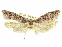  ( - CCDB-29474-F06)  @11 [ ] CreativeCommons - Attribution (2018) CBG Photography Group Centre for Biodiversity Genomics