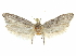  (Holcocera fergusoni - CCDB-29474-F07)  @11 [ ] CreativeCommons - Attribution (2018) CBG Photography Group Centre for Biodiversity Genomics