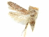  (Holcocera eriobotryae - CCDB-29474-F09)  @11 [ ] CreativeCommons - Attribution (2018) CBG Photography Group Centre for Biodiversity Genomics
