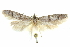  (Holcocera munroei - CCDB-29474-F11)  @11 [ ] CreativeCommons - Attribution (2018) CBG Photography Group Centre for Biodiversity Genomics