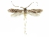 (Holcocera gozmanyi - CCDB-29474-F12)  @11 [ ] CreativeCommons - Attribution (2018) CBG Photography Group Centre for Biodiversity Genomics