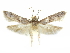  (Blastobasis acarta - CCDB-29474-G02)  @11 [ ] CreativeCommons - Attribution (2018) CBG Photography Group Centre for Biodiversity Genomics