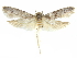  ( - CCDB-29474-G03)  @11 [ ] CreativeCommons - Attribution (2018) CBG Photography Group Centre for Biodiversity Genomics