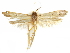  (Blastobasis aedes - CCDB-29474-G05)  @11 [ ] CreativeCommons - Attribution (2018) CBG Photography Group Centre for Biodiversity Genomics
