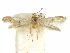  ( - CCDB-29474-G06)  @11 [ ] CreativeCommons - Attribution (2018) CBG Photography Group Centre for Biodiversity Genomics