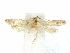  ( - CCDB-29474-G07)  @11 [ ] CreativeCommons - Attribution (2018) CBG Photography Group Centre for Biodiversity Genomics