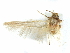 ( - CCDB-29474-G08)  @11 [ ] CreativeCommons - Attribution (2018) CBG Photography Group Centre for Biodiversity Genomics