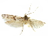  ( - CCDB-29474-G09)  @11 [ ] CreativeCommons - Attribution (2018) CBG Photography Group Centre for Biodiversity Genomics