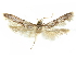 ( - CCDB-29474-G10)  @11 [ ] CreativeCommons - Attribution (2018) CBG Photography Group Centre for Biodiversity Genomics