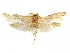  (Blastobasis beo - CCDB-29474-G11)  @11 [ ] CreativeCommons - Attribution (2018) CBG Photography Group Centre for Biodiversity Genomics