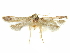  (Blastobasis caetrae - CCDB-29474-G12)  @11 [ ] CreativeCommons - Attribution (2018) CBG Photography Group Centre for Biodiversity Genomics