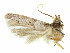  ( - CCDB-29474-H01)  @11 [ ] CreativeCommons - Attribution (2018) CBG Photography Group Centre for Biodiversity Genomics