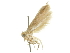  (Blastobasis confamulella - CCDB-29474-H03)  @11 [ ] CreativeCommons - Attribution (2018) CBG Photography Group Centre for Biodiversity Genomics