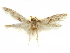  (Blastobasis dapis - CCDB-29474-H05)  @11 [ ] CreativeCommons - Attribution (2018) CBG Photography Group Centre for Biodiversity Genomics