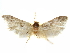  ( - CCDB-29474-H06)  @11 [ ] CreativeCommons - Attribution (2018) CBG Photography Group Centre for Biodiversity Genomics