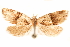  (Popayanita - CCDB-29475-C06)  @11 [ ] CreativeCommons - Attribution (2018) CBG Photography Group Centre for Biodiversity Genomics