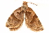  ( - CCDB-29475-C10)  @11 [ ] CreativeCommons - Attribution (2018) CBG Photography Group Centre for Biodiversity Genomics