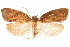  ( - CCDB-29475-D05)  @11 [ ] CreativeCommons - Attribution (2018) CBG Photography Group Centre for Biodiversity Genomics