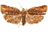  ( - CCDB-29475-D11)  @11 [ ] CreativeCommons - Attribution (2018) CBG Photography Group Centre for Biodiversity Genomics
