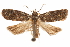  ( - CCDB-29475-E07)  @11 [ ] CreativeCommons - Attribution (2018) CBG Photography Group Centre for Biodiversity Genomics