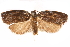  ( - CCDB-29475-G06)  @11 [ ] CreativeCommons - Attribution (2018) CBG Photography Group Centre for Biodiversity Genomics