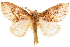  ( - CCDB-29475-H06)  @11 [ ] CreativeCommons - Attribution (2018) CBG Photography Group Centre for Biodiversity Genomics