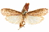  (Commotria musaeella - CCDB-29476-B09)  @11 [ ] CreativeCommons - Attribution (2017) CBG Photography Group Centre for Biodiversity Genomics