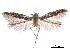  ( - CCDB-29476-D10)  @11 [ ] CreativeCommons - Attribution (2017) CBG Photography Group Centre for Biodiversity Genomics