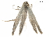  ( - CCDB-29477-A04)  @11 [ ] CreativeCommons - Attribution (2018) CBG Photography Group Centre for Biodiversity Genomics