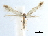  ( - CCDB-29477-A06)  @11 [ ] CreativeCommons - Attribution (2018) CBG Photography Group Centre for Biodiversity Genomics