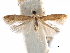  ( - CCDB-29477-A07)  @11 [ ] CreativeCommons - Attribution (2018) CBG Photography Group Centre for Biodiversity Genomics