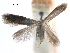  (Coptotriche roseticola - CCDB-29477-A09)  @11 [ ] CreativeCommons - Attribution (2018) CBG Photography Group Centre for Biodiversity Genomics