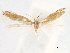  (Coptotriche simulata - CCDB-29477-A10)  @11 [ ] CreativeCommons - Attribution (2018) CBG Photography Group Centre for Biodiversity Genomics