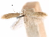  ( - CCDB-29477-A11)  @11 [ ] CreativeCommons - Attribution (2018) CBG Photography Group Centre for Biodiversity Genomics