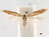  (Coptotriche subnubila - CCDB-29477-B01)  @11 [ ] CreativeCommons - Attribution (2018) CBG Photography Group Centre for Biodiversity Genomics