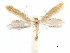  ( - CCDB-29477-B06)  @11 [ ] CreativeCommons - Attribution (2018) CBG Photography Group Centre for Biodiversity Genomics