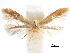  ( - CCDB-29477-C07)  @11 [ ] CreativeCommons - Attribution (2018) CBG Photography Group Centre for Biodiversity Genomics