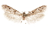  ( - CCDB-29477-F02)  @11 [ ] CreativeCommons - Attribution (2018) CBG Photography Group Centre for Biodiversity Genomics