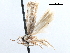  ( - CCDB-29477-G11)  @11 [ ] CreativeCommons - Attribution (2018) CBG Photography Group Centre for Biodiversity Genomics