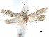  ( - CCDB-29477-H06)  @11 [ ] CreativeCommons - Attribution (2018) CBG Photography Group Centre for Biodiversity Genomics