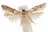  ( - CCDB-29478-A11)  @11 [ ] CreativeCommons - Attribution (2018) CBG Photography Group Centre for Biodiversity Genomics