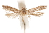  (Blastobasis iuanae - CCDB-29478-A12)  @13 [ ] CreativeCommons - Attribution (2018) CBG Photography Group Centre for Biodiversity Genomics