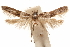  (Blastobasis lygdi - CCDB-29478-B02)  @11 [ ] CreativeCommons - Attribution (2018) CBG Photography Group Centre for Biodiversity Genomics