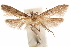  (Blastobasis moffetti - CCDB-29478-B04)  @11 [ ] CreativeCommons - Attribution (2018) CBG Photography Group Centre for Biodiversity Genomics
