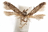  (Blastobasis murcyae - CCDB-29478-B05)  @11 [ ] CreativeCommons - Attribution (2018) CBG Photography Group Centre for Biodiversity Genomics